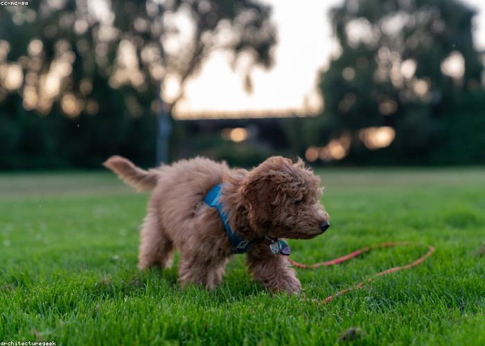 Five things to do the first week with your new dog