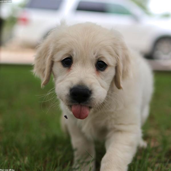 Maple, a Golden Retriever