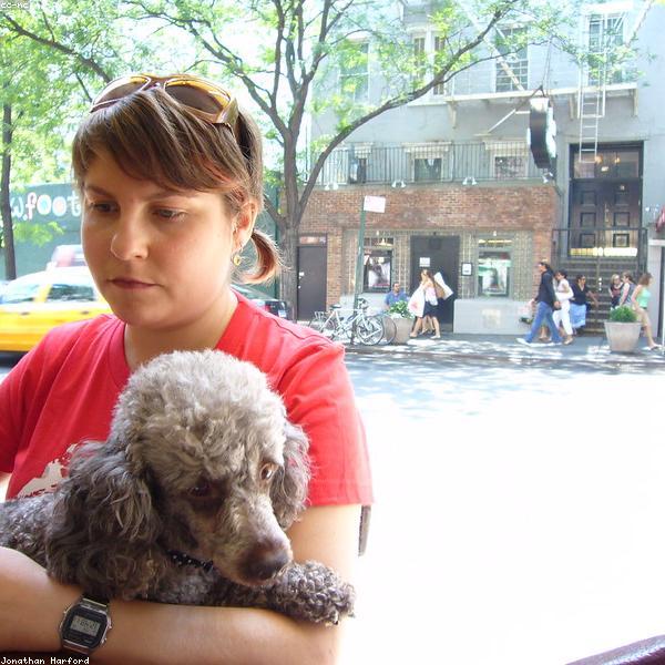 Coco, a Poodle Mix