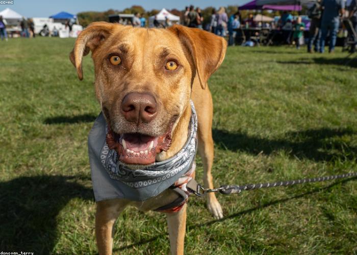 How we rescued 14 dogs from a single flooded lot